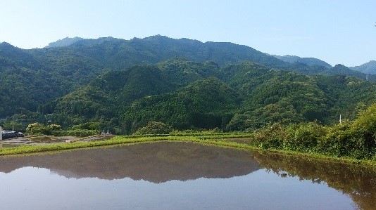 田んぼと山