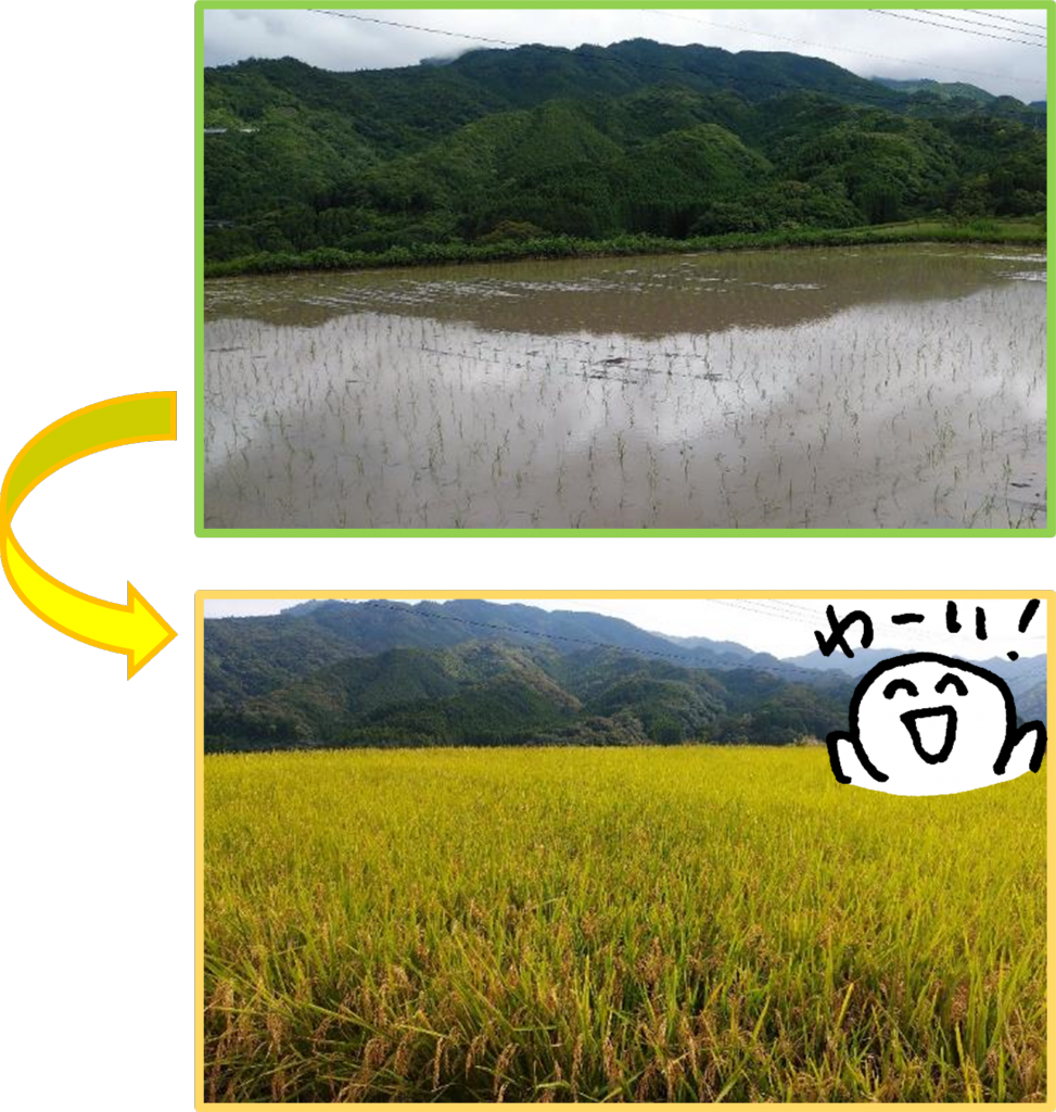 稲の写真BEFORE AFTER